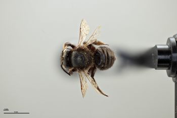 Media type: image;   Entomology 15718 Aspect: habitus dorsal view